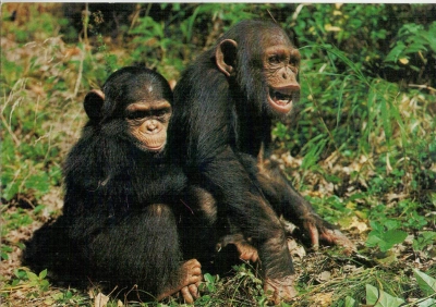 Pohlednice Šimpanz (Pan troglodytes) VELKÝ FORMÁT (373023)