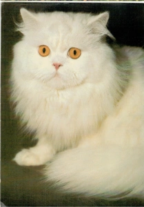 Pohlednice Kočka perská bílá s oranžovýma očima VELKÝ FORMÁT (373023)